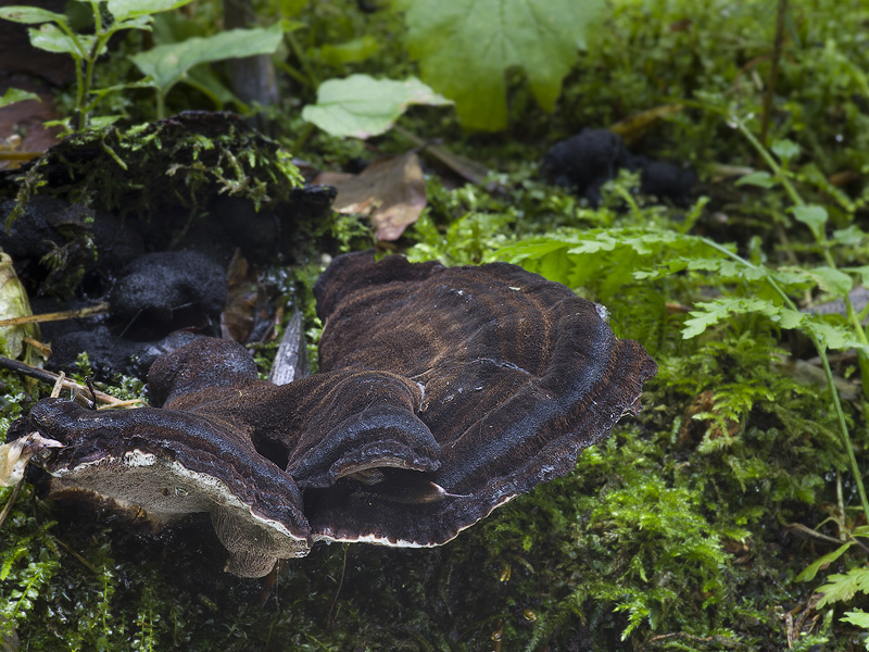 Ischnoderma benzoinum